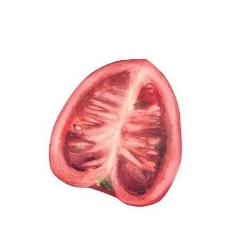 Quartered red tomato. Sliced of vegetable harvest. Hand painted watercolor fresh Stock Illustration