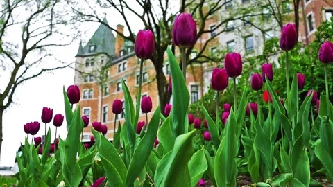 Quebec City, Canada - May 29, 2017: Old town street with purple tulip flowers Stock Footage 80158771