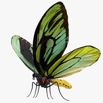 Queen Alexandras Birdwing Butterfly 3D Model 3D Model