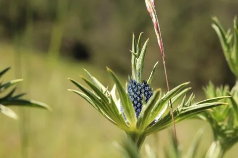 Queen of the Alps in the forest (version 2) 写真素材
