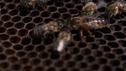 Queen and Her Worker Bees: A queen bee on a honey comb being attended by worker  Stock Footage 195297589