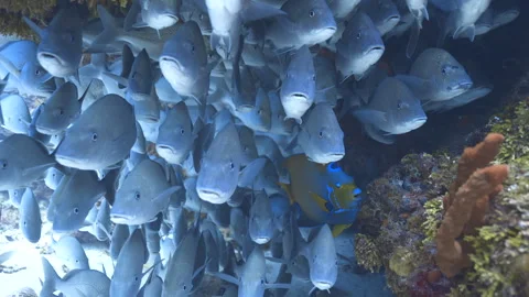 Queen angel fish Stock Footage 308027279