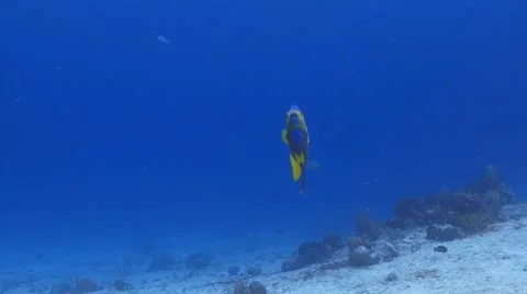 Queen Angelfish in the blue Vidéo 10566385