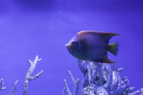 Queen angelfish close up Stock Photos