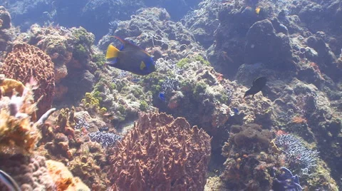 Queen Angelfish couple Видео 6159006