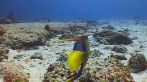 Queen Angelfish--Cozumel Vídeo Stock 6161679