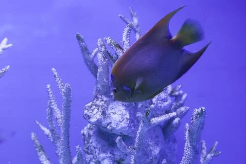 Queen angelfish floats down Fotos de archivo