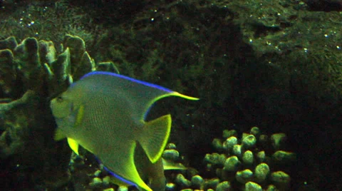 Queen Angelfish &amp; Other Reef Fish Video stock 37680640