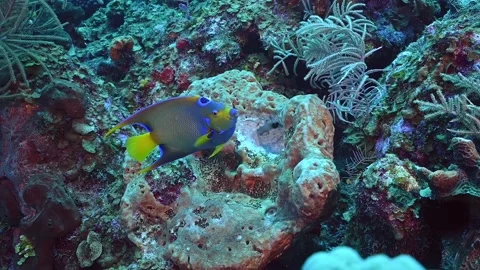 A queen angelfish pecks at a large sponge on a tropical reef Stock Footage 156985286