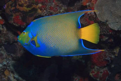 Queen angelfish Stock Photos