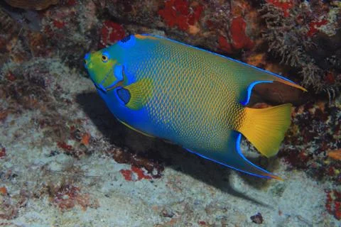 Queen angelfish Stock Photos