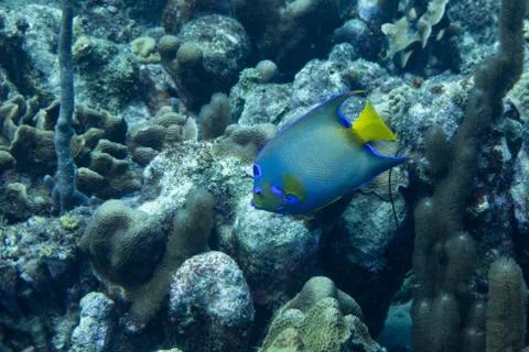 Queen angelfish  Foto stock