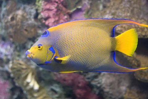 Queen Angelfish Stock Photos