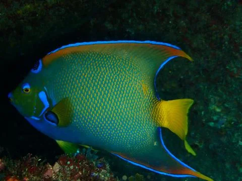 Queen angelfish on the reef Stock Photos