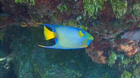 Queen angelfish swimming Stock Footage 3880133