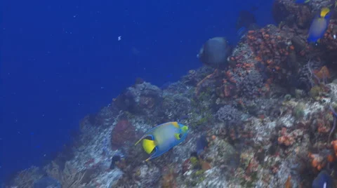 Queen Angelfish Trio Видео 6192050