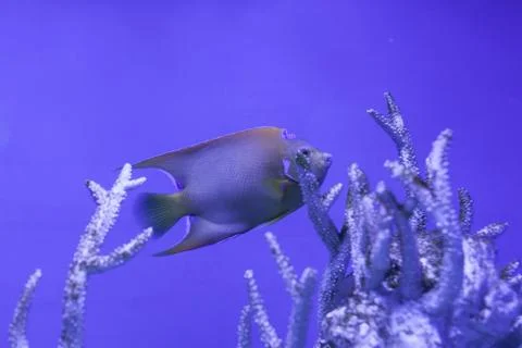 Queen angelfish underwater Stock Photos