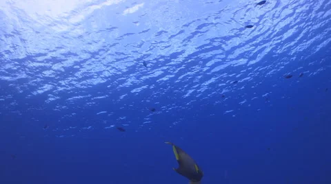 Queen Angelfish V Vídeo Stock 6193940