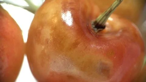 Queen Anne Cherry Close Up Rotation Stock Footage 112756214