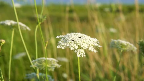 Queen Anne's Lace Stock Footage 158988120