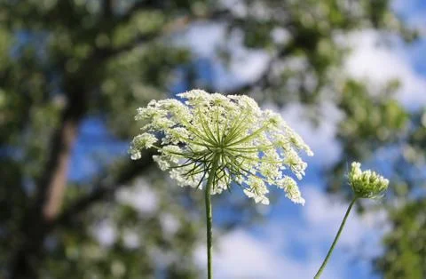 Queen Anne's Lace Stock Photos