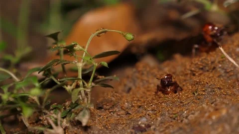 Queen of ant climb up from hole before flapping wings and fly Stock Footage 237071750