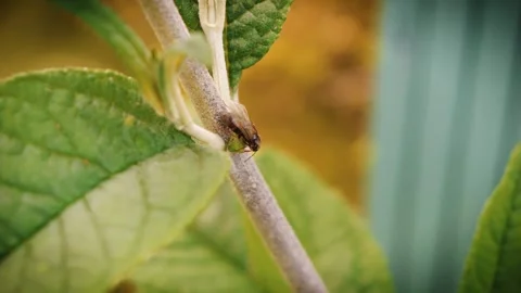 Queen ant crawling on plant macro close up stock footage Vídeo Stock 312441884