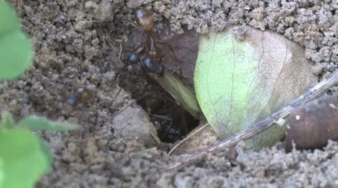 Queen Ant Stock Footage 8949771