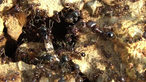The queen ant. Video stock 153278539
