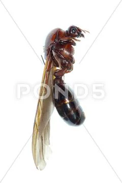 Queen ant insect macro isolated Stock Photos