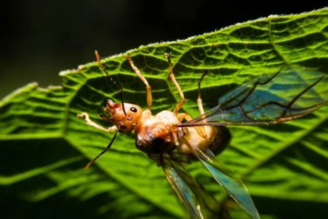 Queen ant in the nature Stock Photos