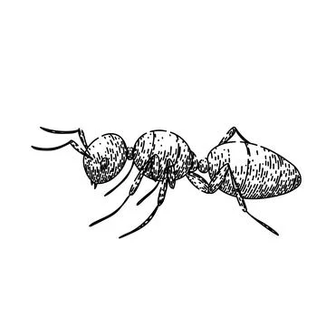 Queen ant sketch hand drawn vector Stock Illustration