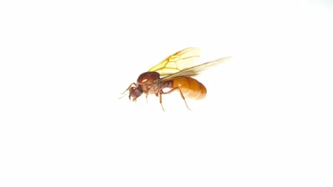 Queen of ant walking isolated on bright white lightbulb background Stock Footage 238875727