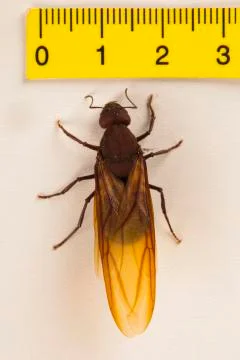 Queen Ant, Winged Ant Stock Photos