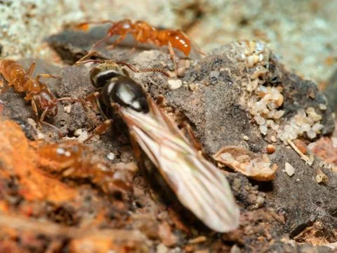 Queen ant with wings and workers Stock Photos