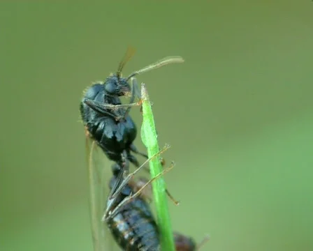 Queen of ants Stock-Footage 671770