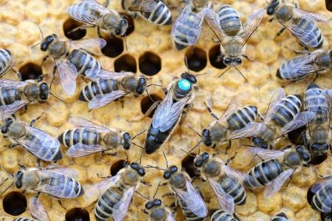 Queen bee is always surrounded by the workers bees - their servant. Queen bee Stock Photos