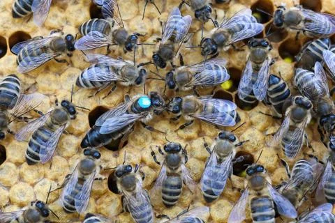 Queen bee is always surrounded by the workers bees - their servant. Queen bee Stock Photos
