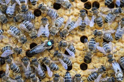 Queen bee is always surrounded by the workers bees - their servant. Queen bee Stock Photos