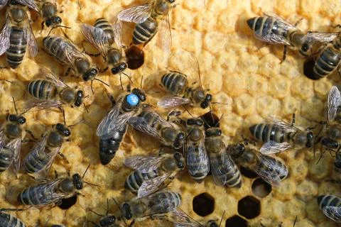 Queen bee is always surrounded by the workers bees - their servant. Queen bee Stock Photos