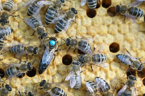 Queen bee is always surrounded by the workers bees - their servant. Queen bee Stock Photos