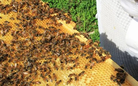 Queen Bee Among Her Workers on a Hive Frame Stock Photos
