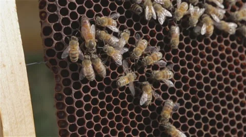 Queen Bee and bees in Hive with Macro lens Stock Footage 54243873