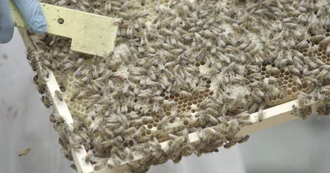 Queen bee and worker bees on honeycomb with beekeeper Stock Footage 306997104