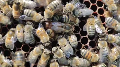 Queen bee bees Stock Footage 309119991