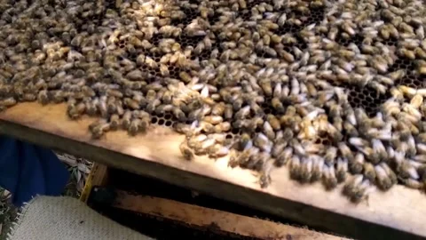 Queen bee between worker bee, Group of bees Working on honeycombs in beehives Stock Footage 279642753