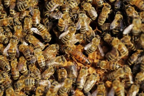 Queen bee between worker bees Stock Photos