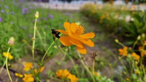 Queen bee on blooming cosmos flower in the garden. 動画素材 293660189