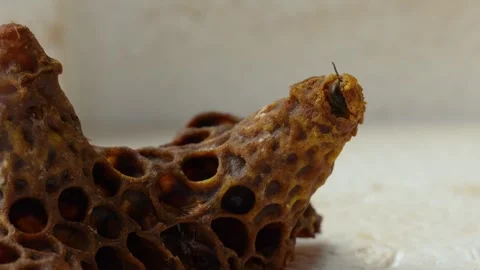 Queen Bee Chewing Through Queen Cell Cap Macro Close Up Stock Footage 341398562
