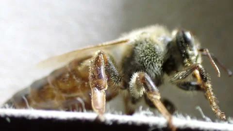 The queen bee cleans its proboscis Stock Footage 157870133